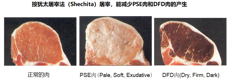 上图：不同的屠宰方法对肉质的三种影响。 如果牲畜在屠宰时受惊吓，会产生应激反应，分泌大量肾上腺素等激素，使肌糖原酵解产生大量乳酸，pH值迅速降低到5.4-5.6，肉味变差，成为PSE肉（Pale，Soft，Exudative）。 如果牲畜在屠宰前长期处于紧张状态，应激反应持续时间长，使肌糖原消耗枯竭，宰后产生的乳酸很少，pH值在6.5以上，肉味较差，容易变质，成为DFD肉（Dry，Firm，Dark）。 犹太屠宰法不但可以把血放干净，也不会使牲畜受惊吓，因此肉质容易保持正常。