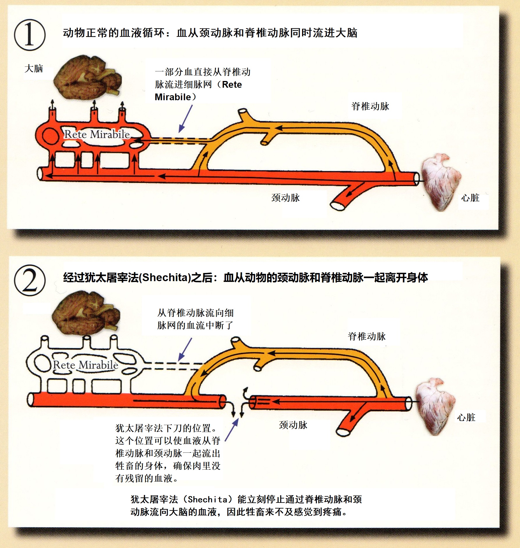 上图：按犹太屠宰法（Shechita）屠宰的牲畜，能使大脑在收到疼懂信号之前就停止供血，因此动物来不及感觉到疼痛。这个方法比现代的电击法带给牲畜的疼痛更少，并且更加干净。动物的血很容易在生产、运输的环节被污染，从屠宰场到厨房，一路上的灰尘、细菌、杂质都可能混进血里，而且无法清洗。因此吃血的健康风险很高。