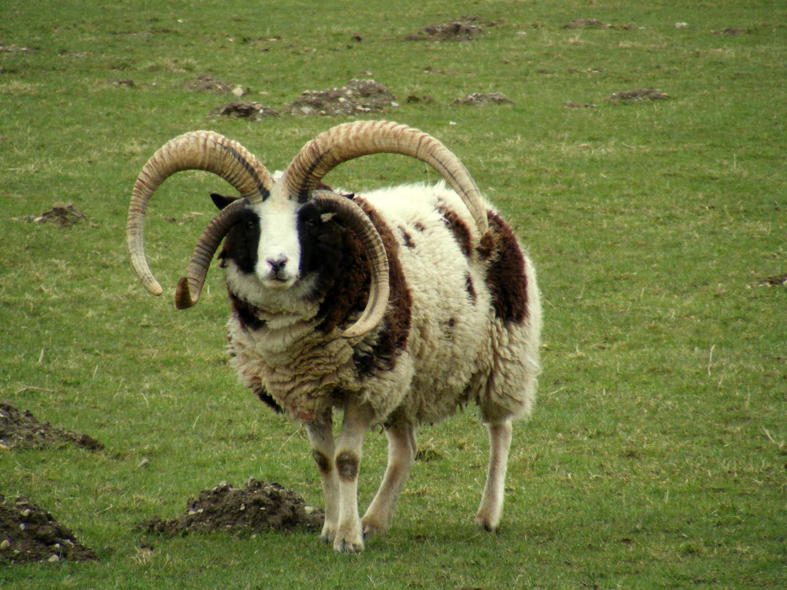 上图：长着四只角的雅各羊（Jacob Sheep）。雅各羊是一种珍稀的古老品种，全身有黑白相间的斑点，最接近雅各当初所饲养的羊。根据基因鉴定，雅各羊的原产地是古代叙利亚，即拉班的家乡哈兰附近。这种羊可能被雅各从哈兰带到迦南地，又随着雅各下埃及被带到北非，然后从北非被带到西班牙，接着被带到英国，继而被带到了加拿大，最后于2016年被带回以色列。